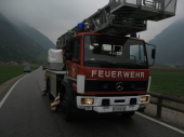 Entlaufene Kuh