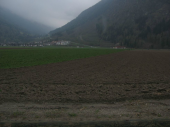 Entlaufene Kuh