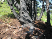 Waldbrand Speikboden 04.08.2013