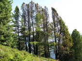 Waldbrand Speikboden 04.08.2013