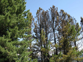 Waldbrand Speikboden 04.08.2013