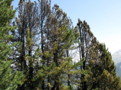 Waldbrand Speikboden 04.08.2013
