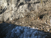Steinschlag Jungmann 12.01.2014